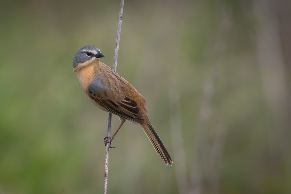 Long-tailed Reed Finch - ML467044921