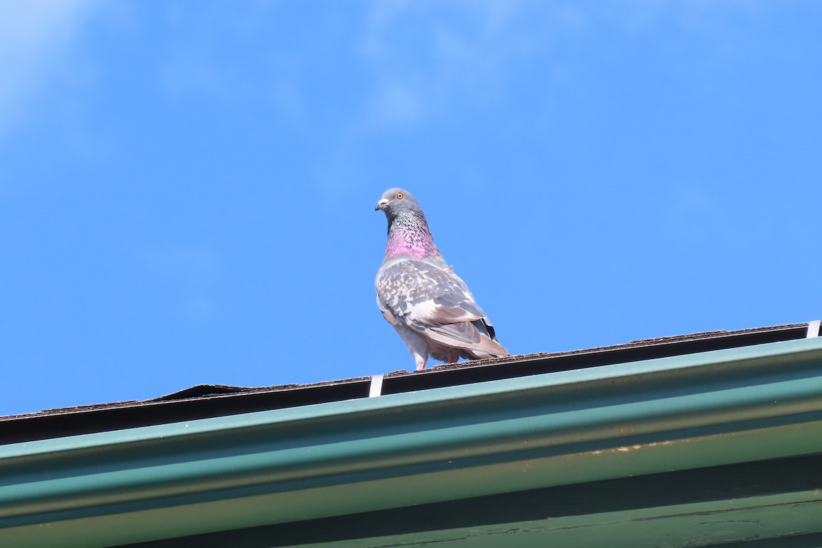 Rock Pigeon (Feral Pigeon) - ML467045111