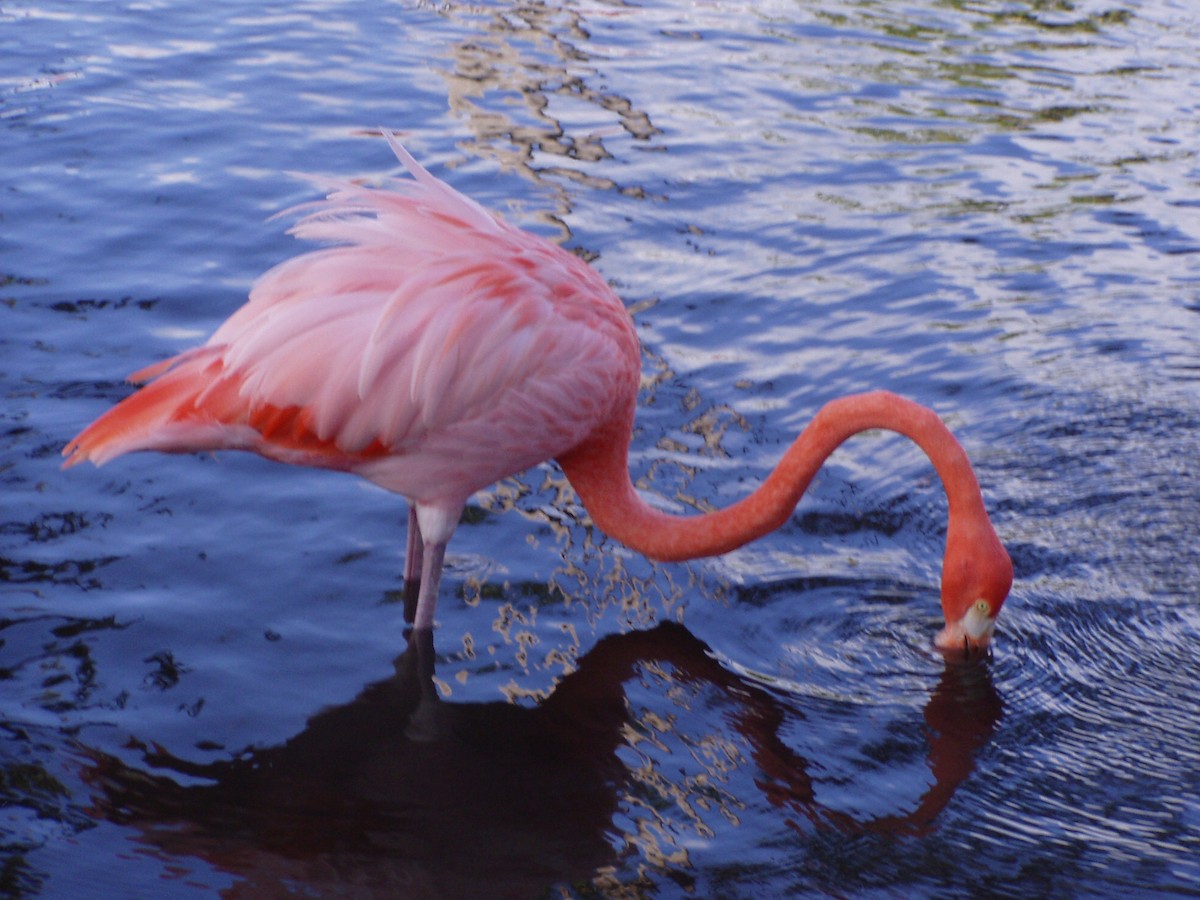 American Flamingo - ML467045191
