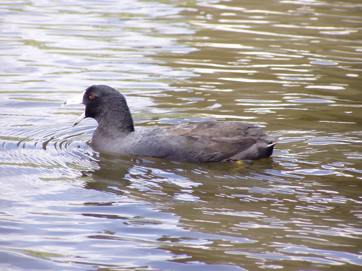 American Coot (Red-shielded) - ML467045491