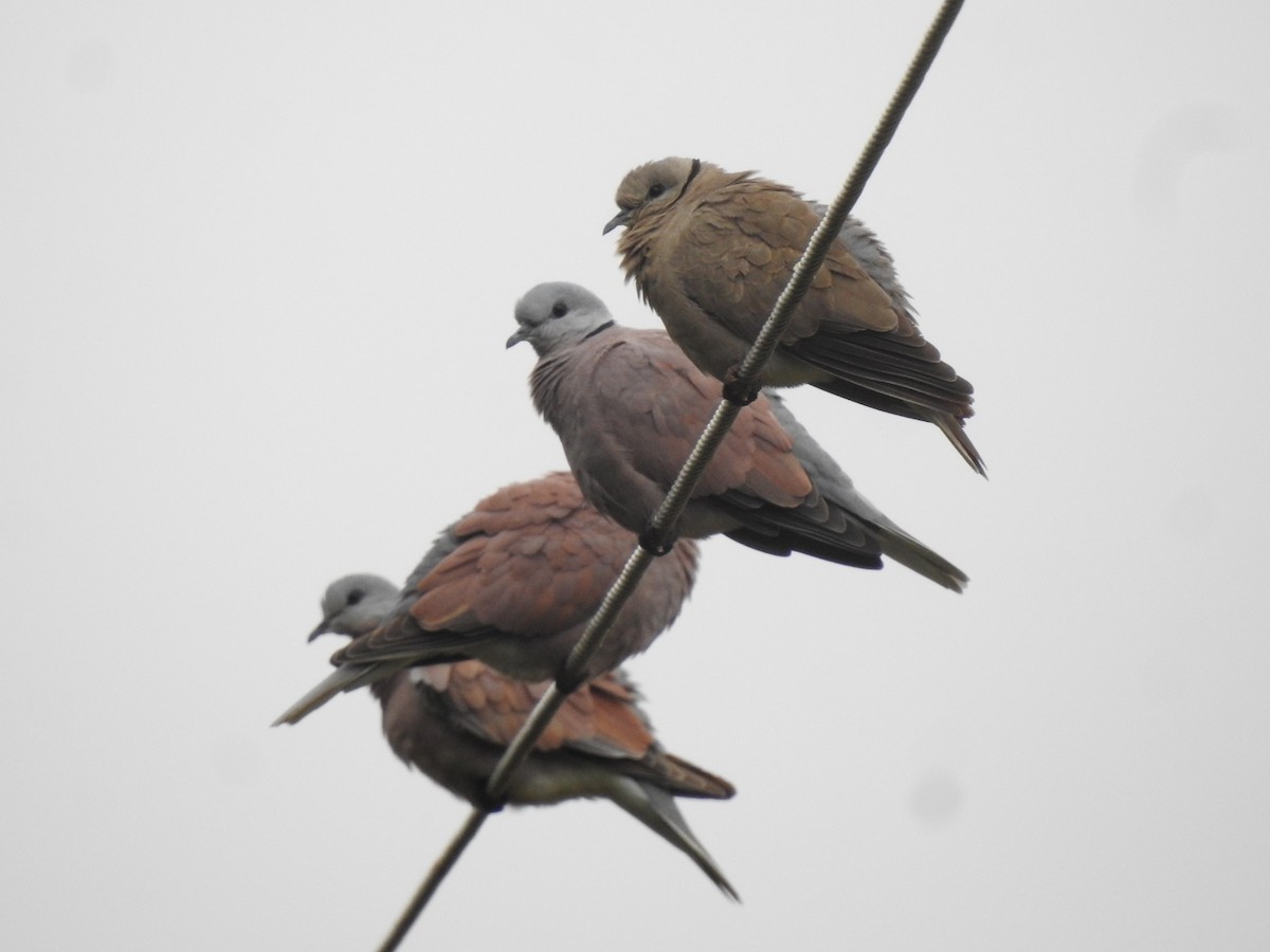 Red Collared-Dove - Ranjeet Singh