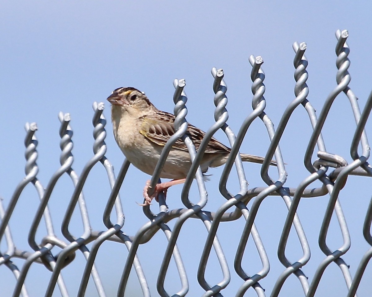 Grasshopper Sparrow - Scott Morrical