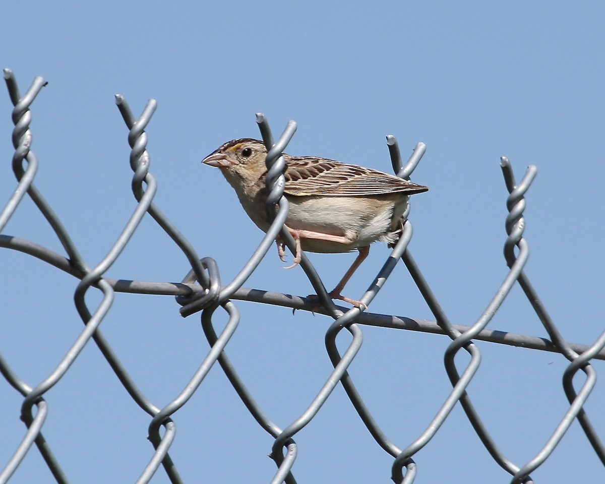 Grasshopper Sparrow - Scott Morrical