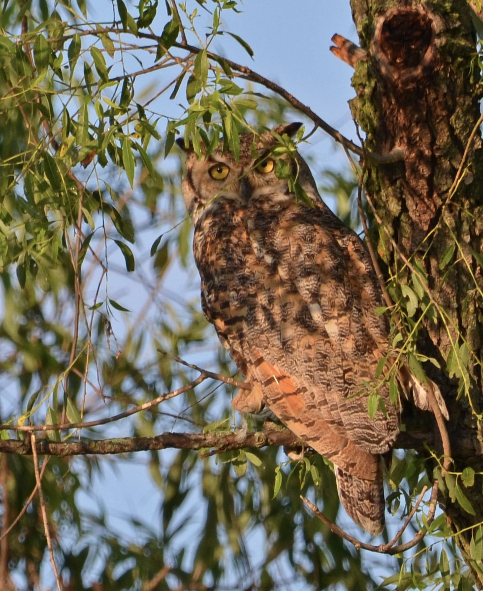 Great Horned Owl - ML467048441