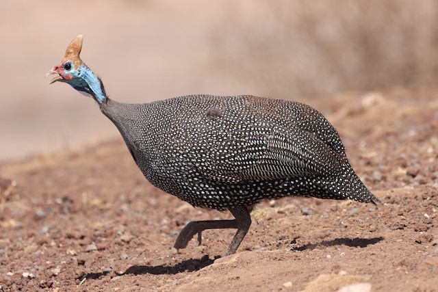 Helmeted guineafowl  New Zealand Birds Online