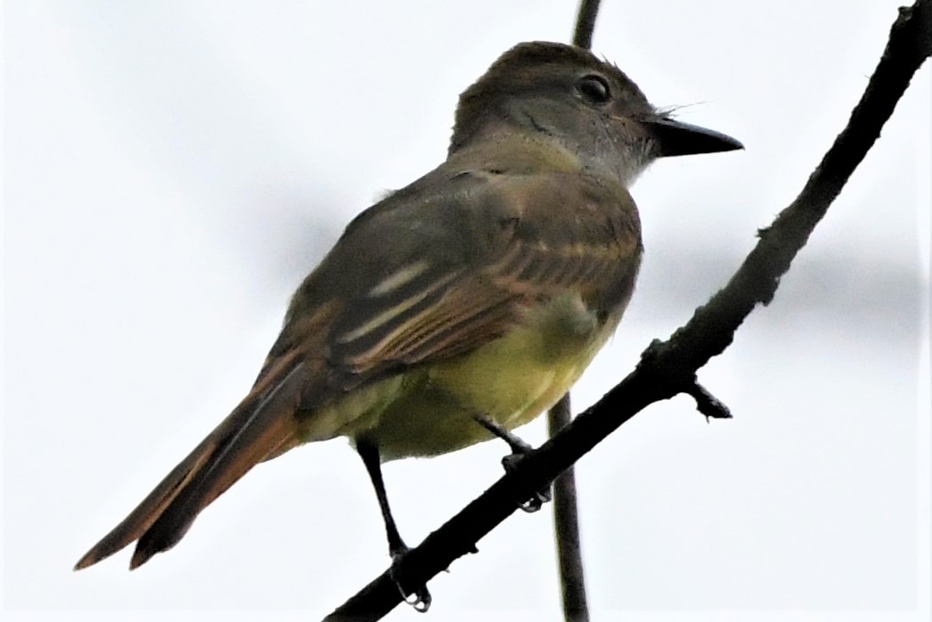 Great Crested Flycatcher - ML467053691