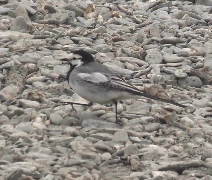 White Wagtail - Bob Foehring