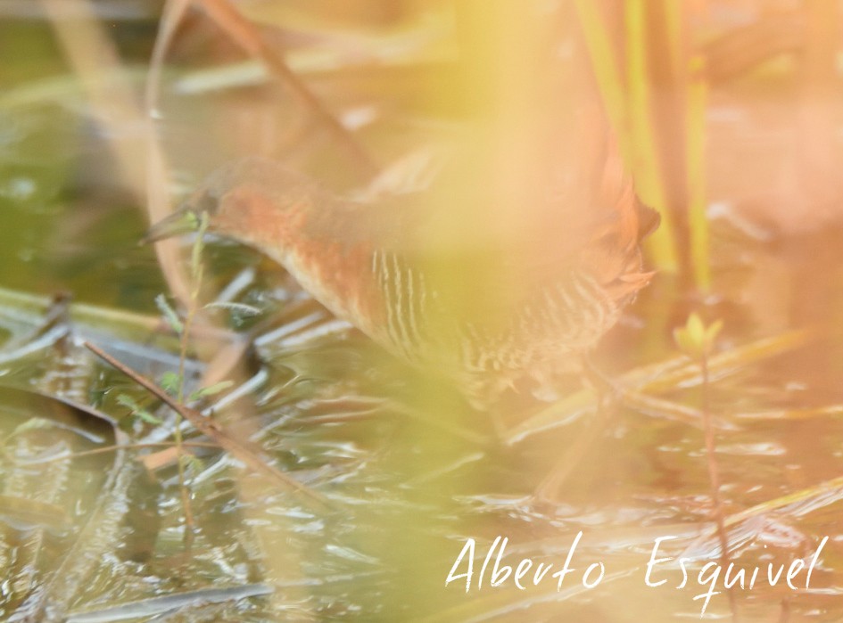 Rufous-sided Crake - Alberto Esquivel Wildlife PY