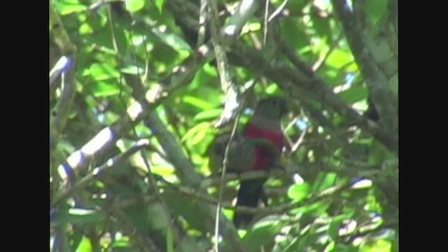Crimson-bellied Parakeet - ML467067331