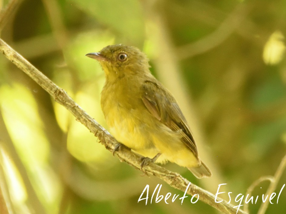 Band-tailed Manakin - Alberto Esquivel Wildlife PY