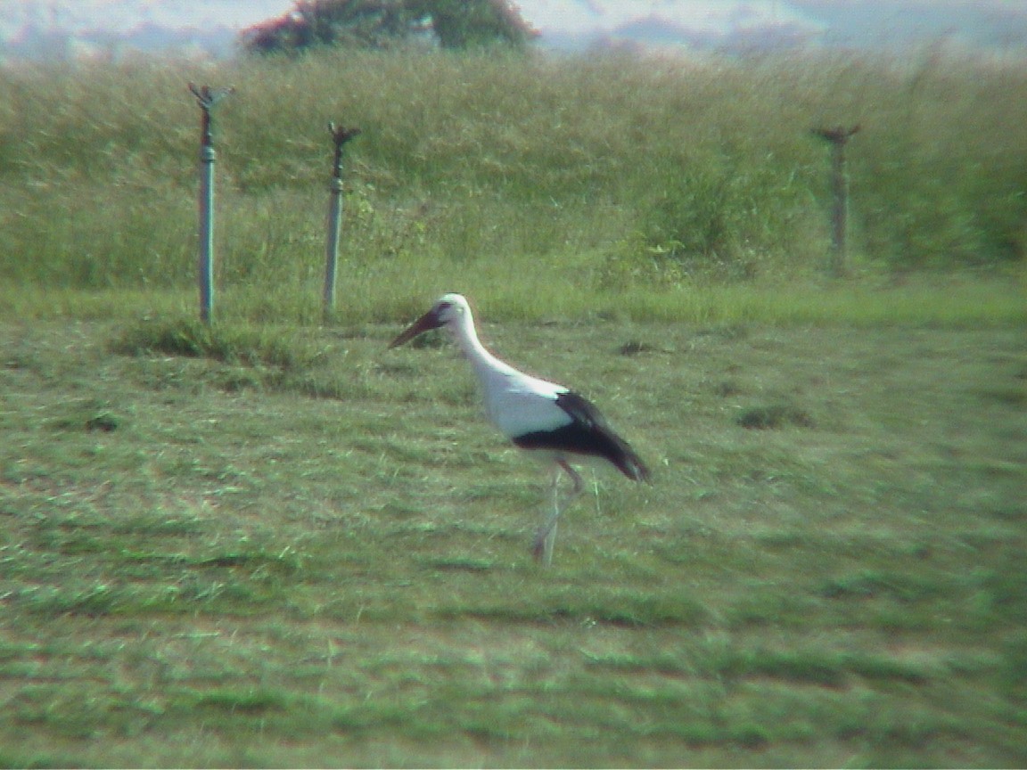 White Stork - Knut Hansen