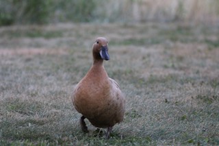 Mallard (Domestic type), ML467079601