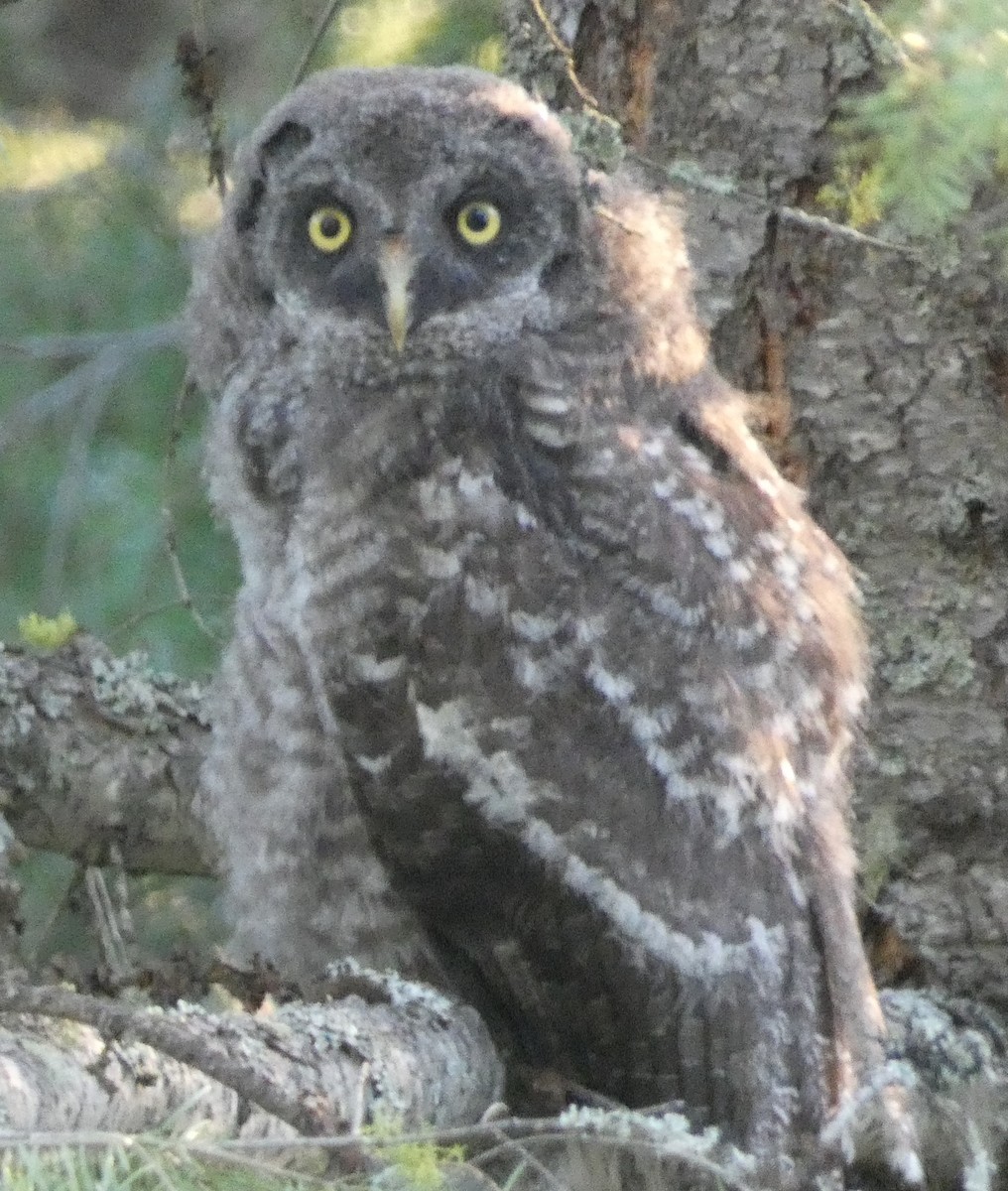 Great Gray Owl - ML467080191
