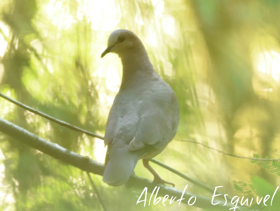 Gray-fronted Dove - Alberto Esquivel Wildlife PY