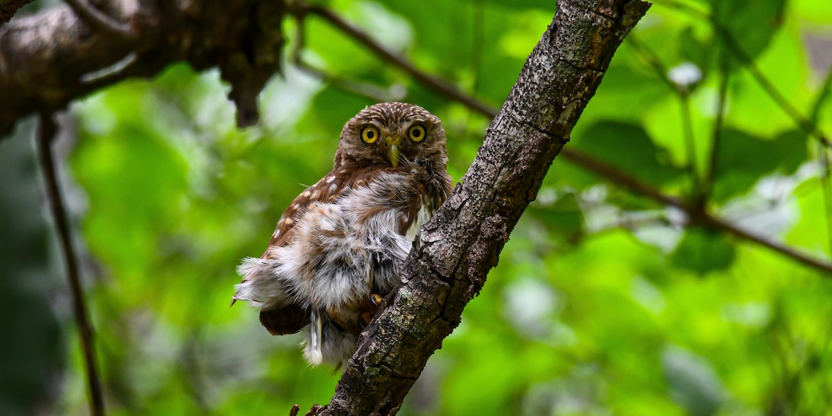 Ferruginous Pygmy-Owl (Ferruginous) - ML467082521