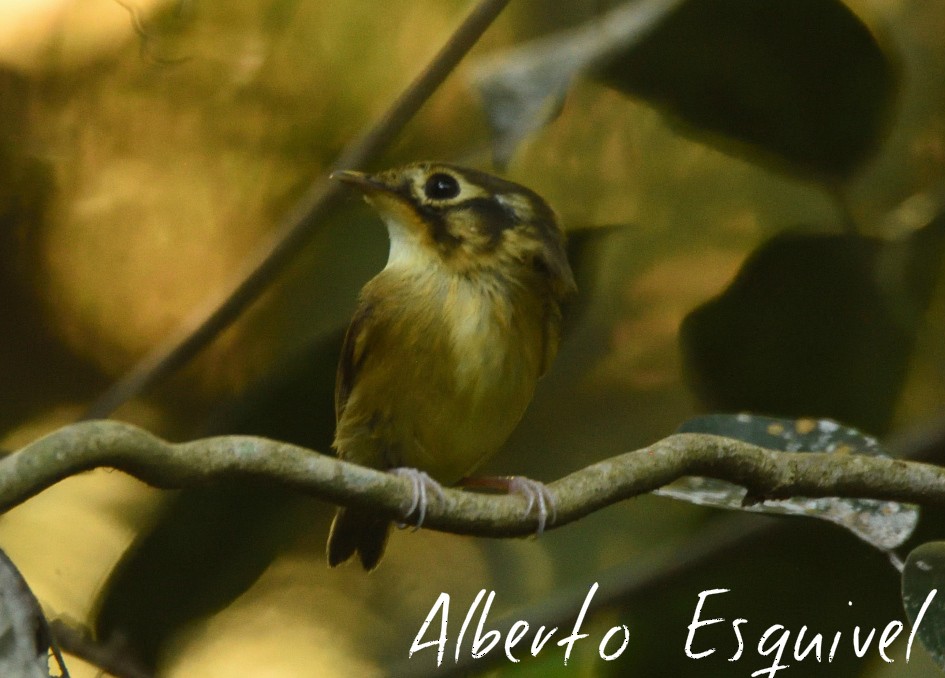 White-throated Spadebill - Alberto Esquivel Wildlife PY