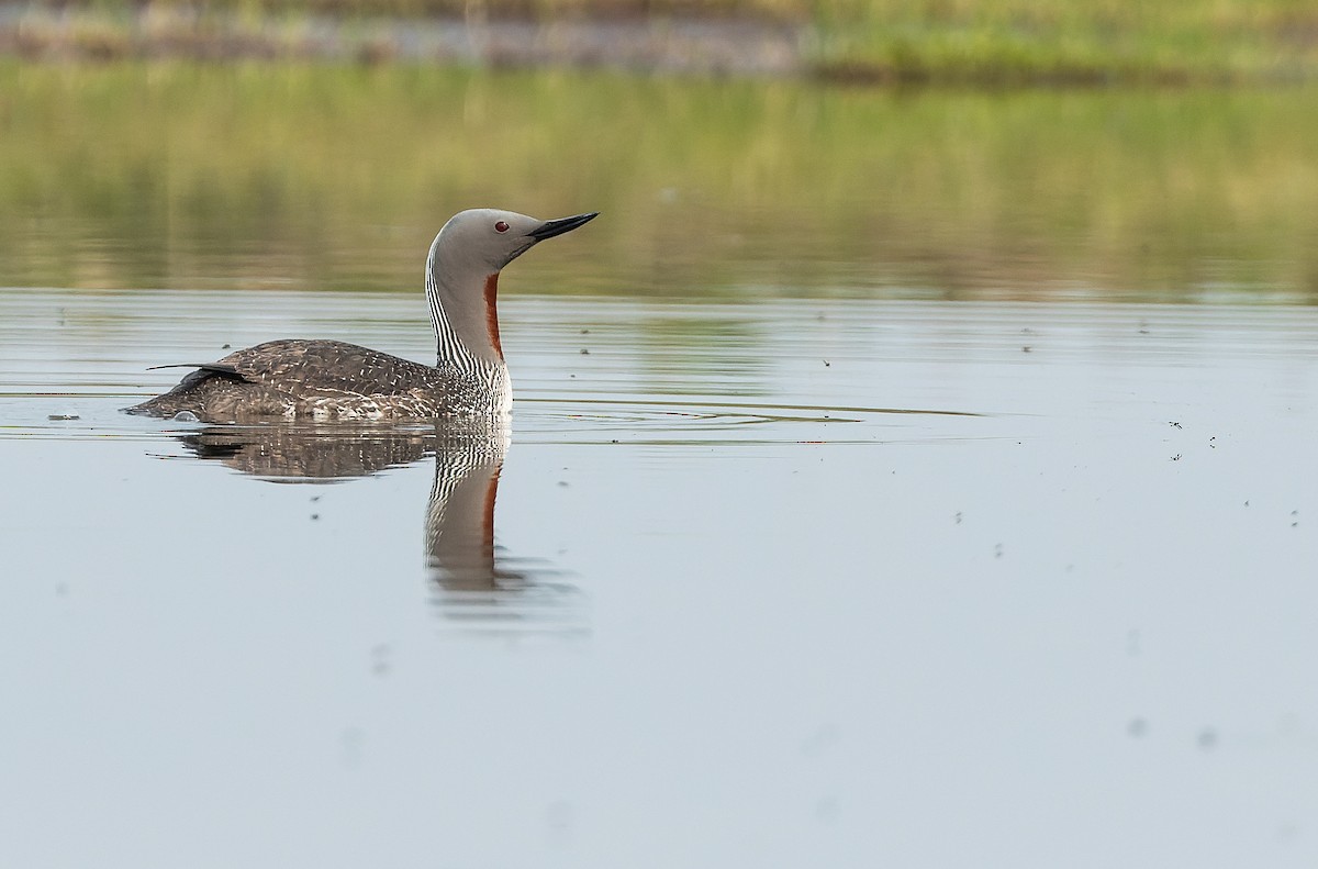 Red-throated Loon - ML467083781