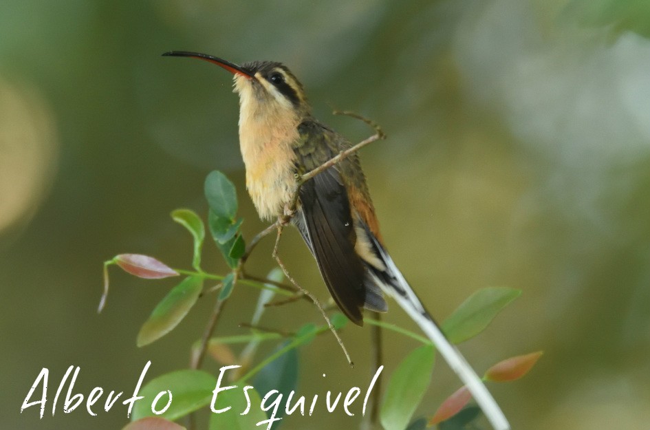 Planalto Hermit - Alberto Esquivel Wildlife PY