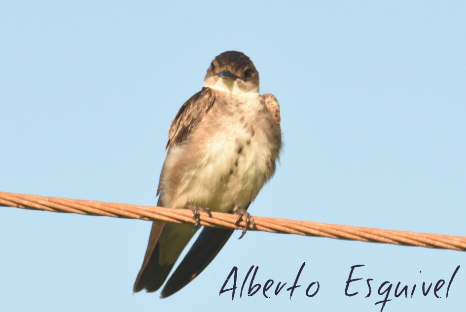 Brown-chested Martin - Alberto Esquivel Wildlife PY