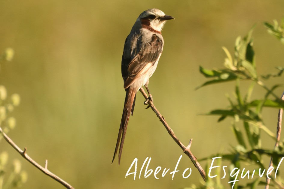 Streamer-tailed Tyrant - Alberto Esquivel Wildlife PY