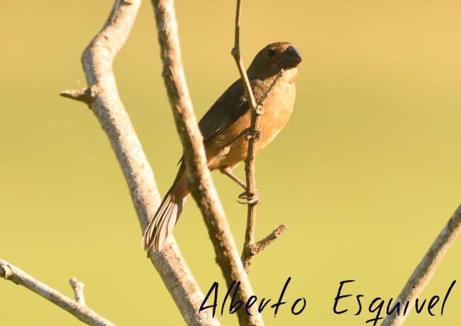 Chestnut-bellied Seed-Finch - Alberto Esquivel Wildlife PY