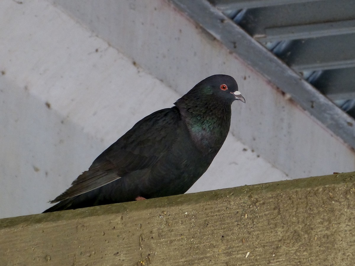 Rock Pigeon (Feral Pigeon) - Shelley Rutkin