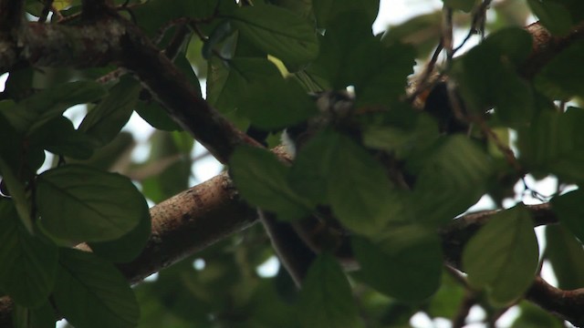 Bornean white-bearded gibbon - ML467110