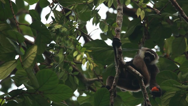Bornean white-bearded gibbon - ML467111