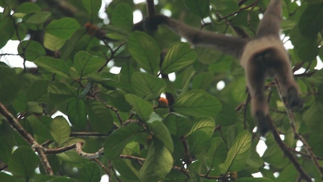 Bornean white-bearded gibbon - ML467112