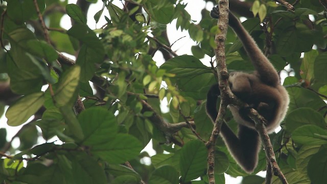Bornean white-bearded gibbon - ML467113