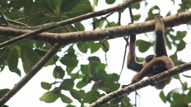 Bornean white-bearded gibbon - ML467114
