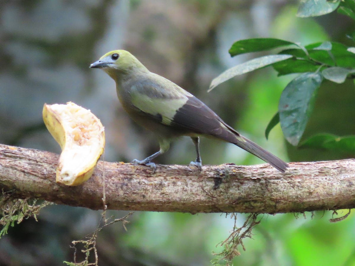Palm Tanager - Kyle Leader