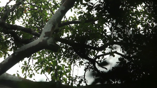 Bornean white-bearded gibbon - ML467116