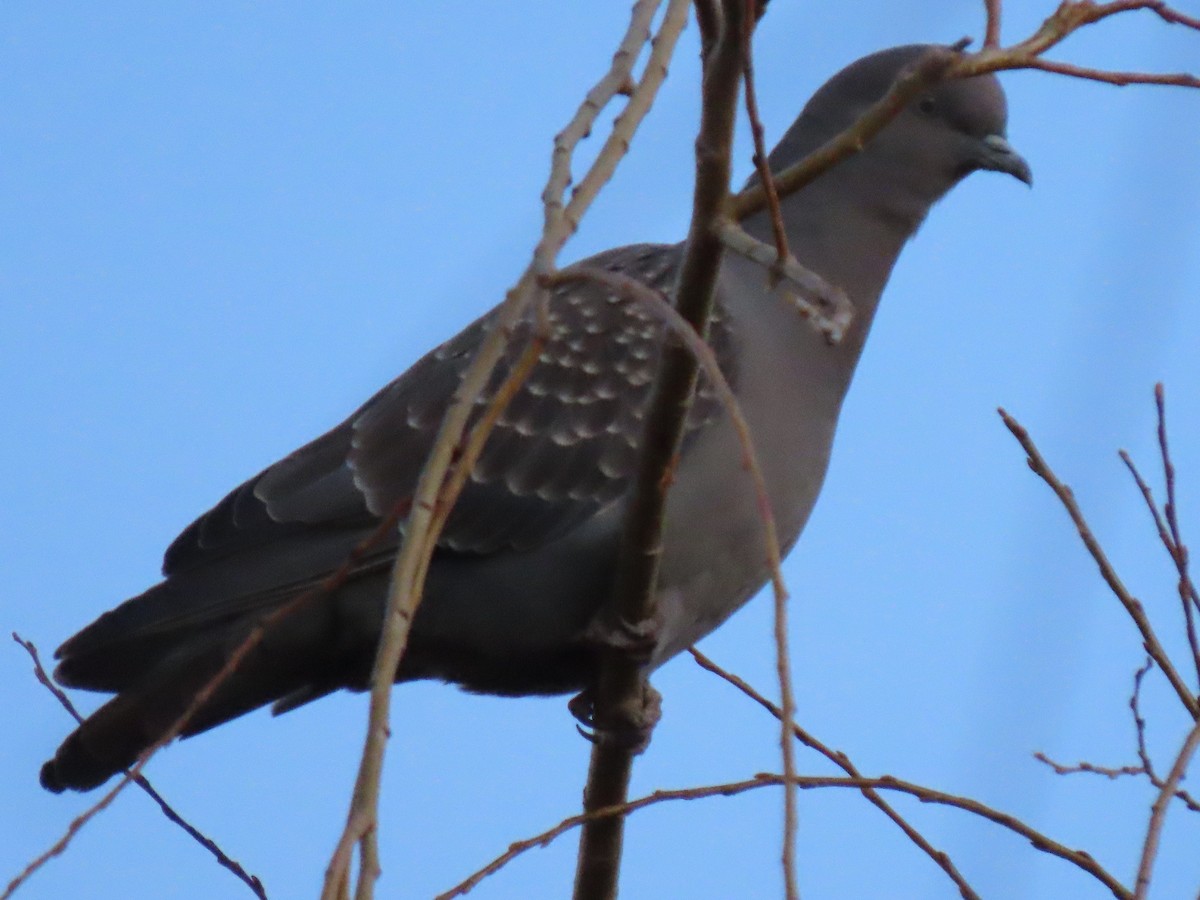 Spot-winged Pigeon - ML467116341