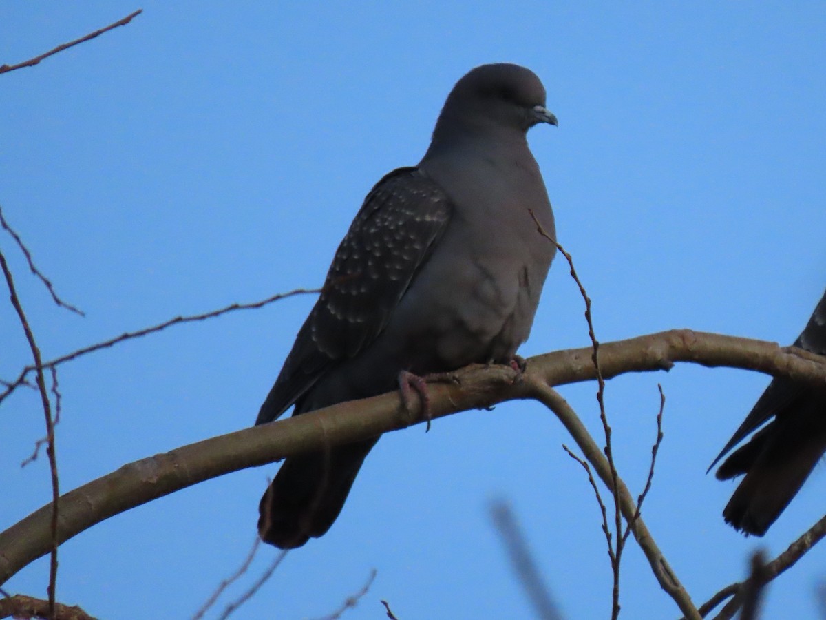 Spot-winged Pigeon - ML467116351