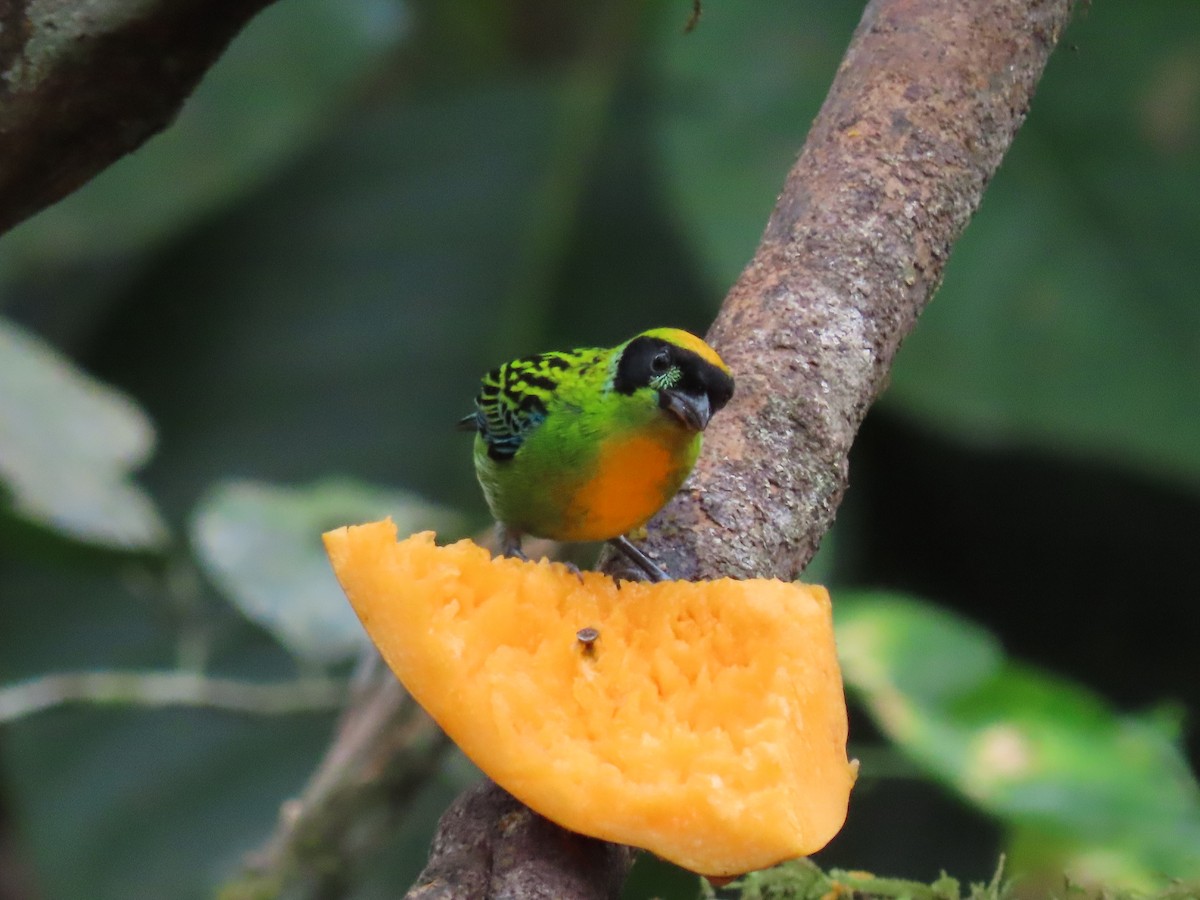 Green-and-gold Tanager - Kyle Leader
