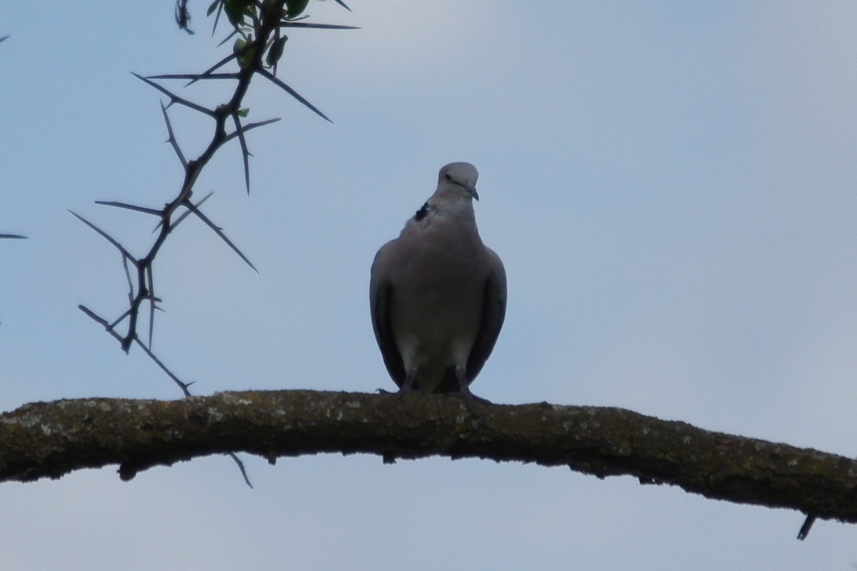 Mourning Collared-Dove - ML467117591