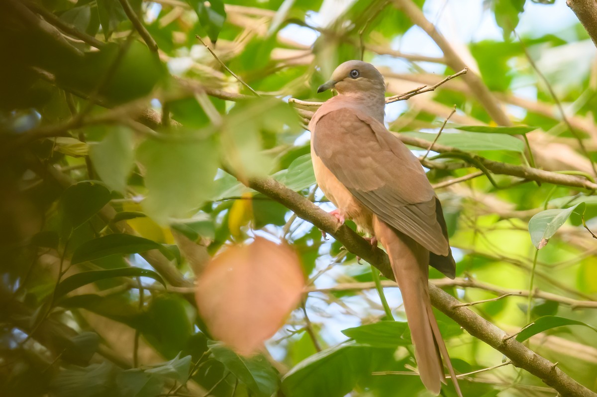 Brown Cuckoo-Dove - ML467117911