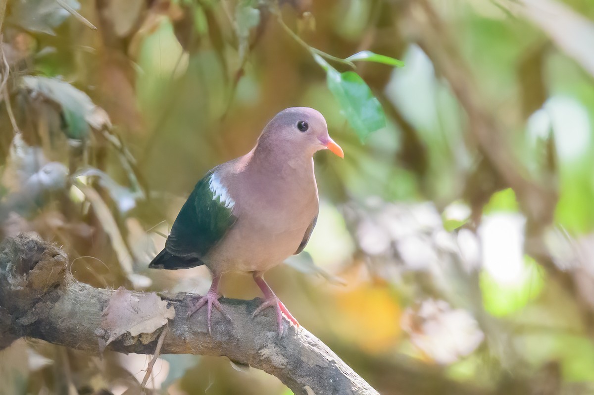 Pacific Emerald Dove - Mark Lethlean