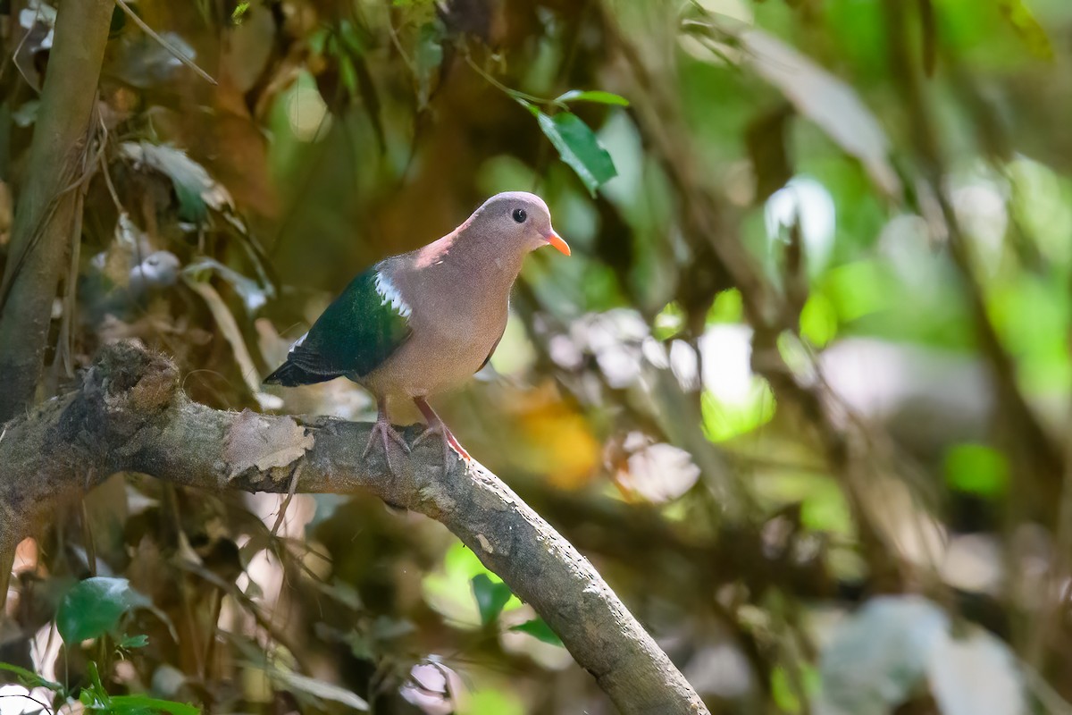 Pacific Emerald Dove - Mark Lethlean