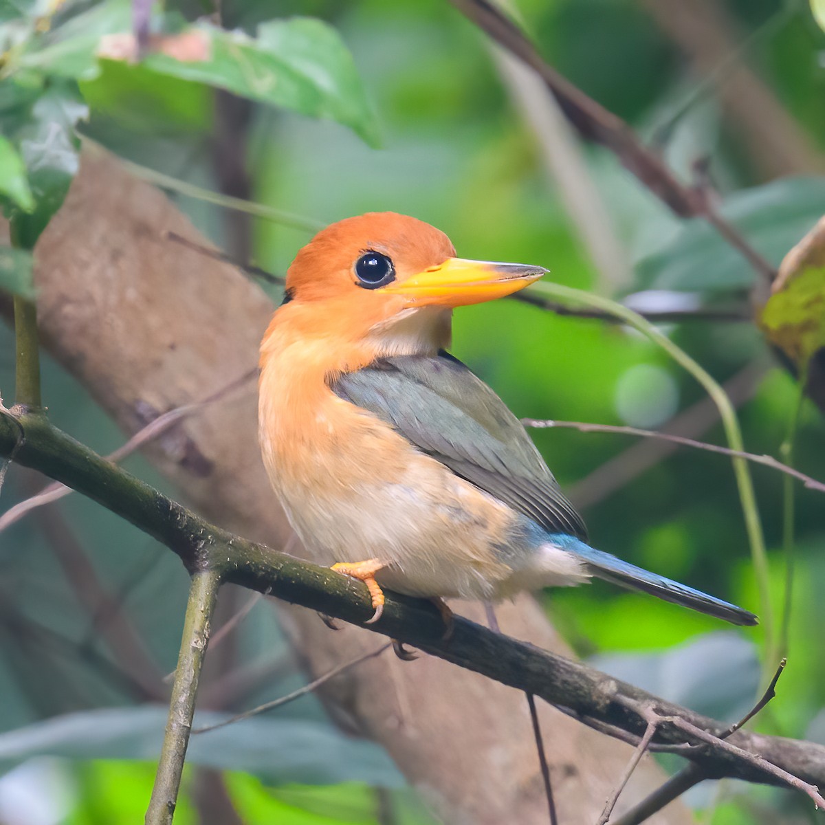 Yellow-billed Kingfisher - Mark Lethlean