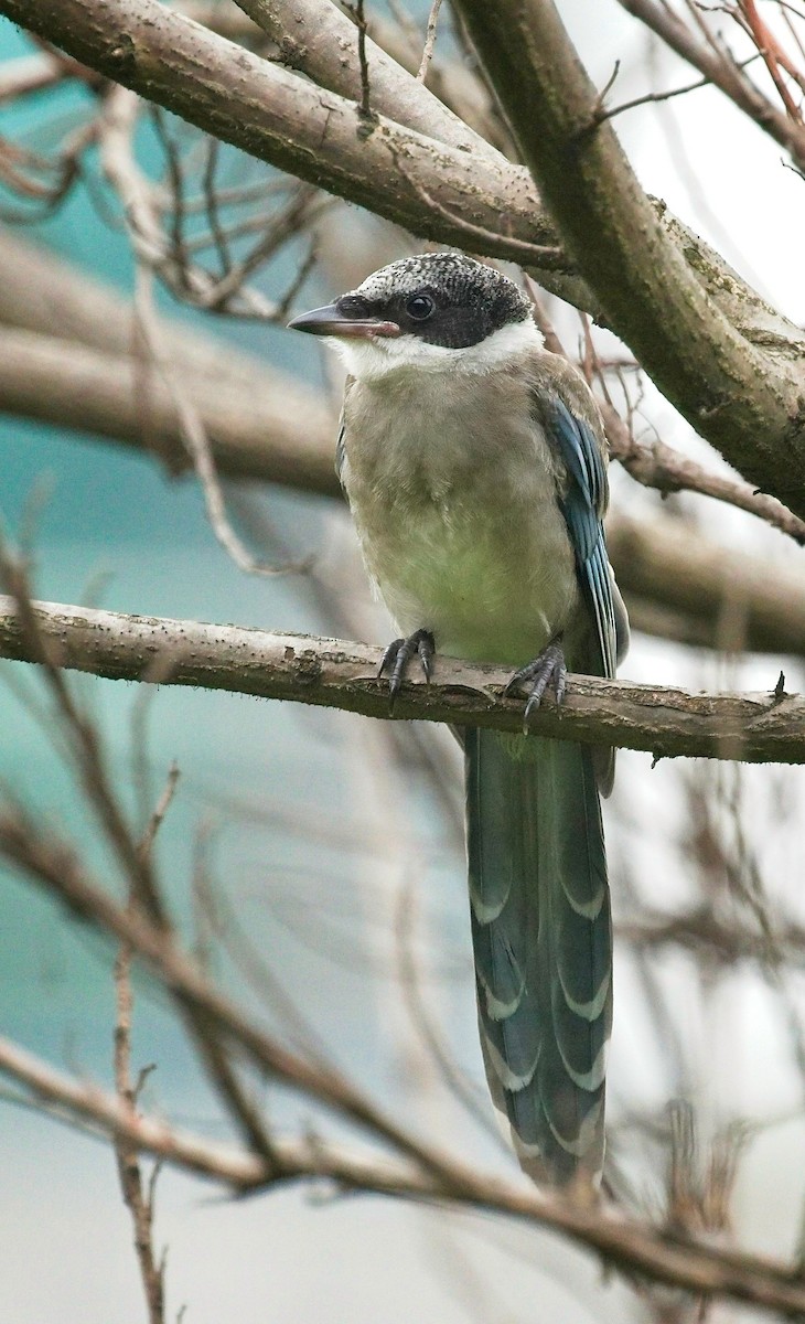 Azure-winged Magpie - ML467118341