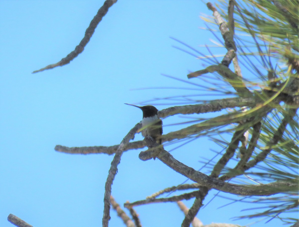 Ruby-throated Hummingbird - ML467121281