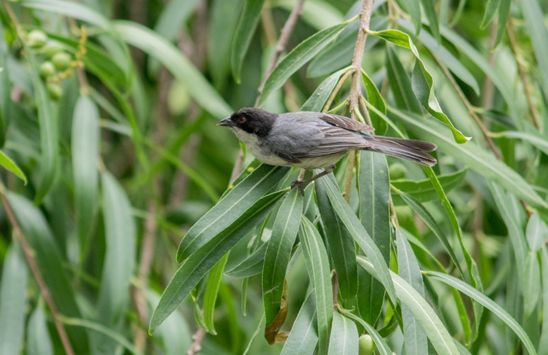 Black-capped Warbling Finch - ML46712381