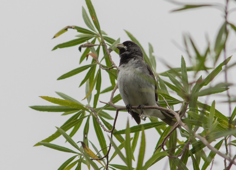 Double-collared Seedeater - ML46712401