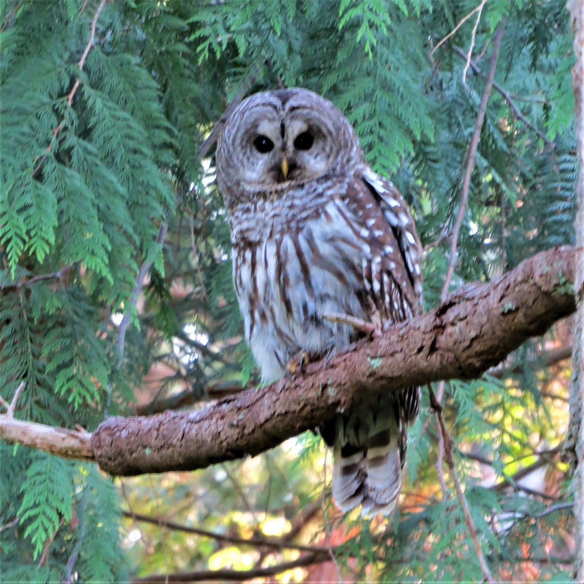 Barred Owl - ML467130411