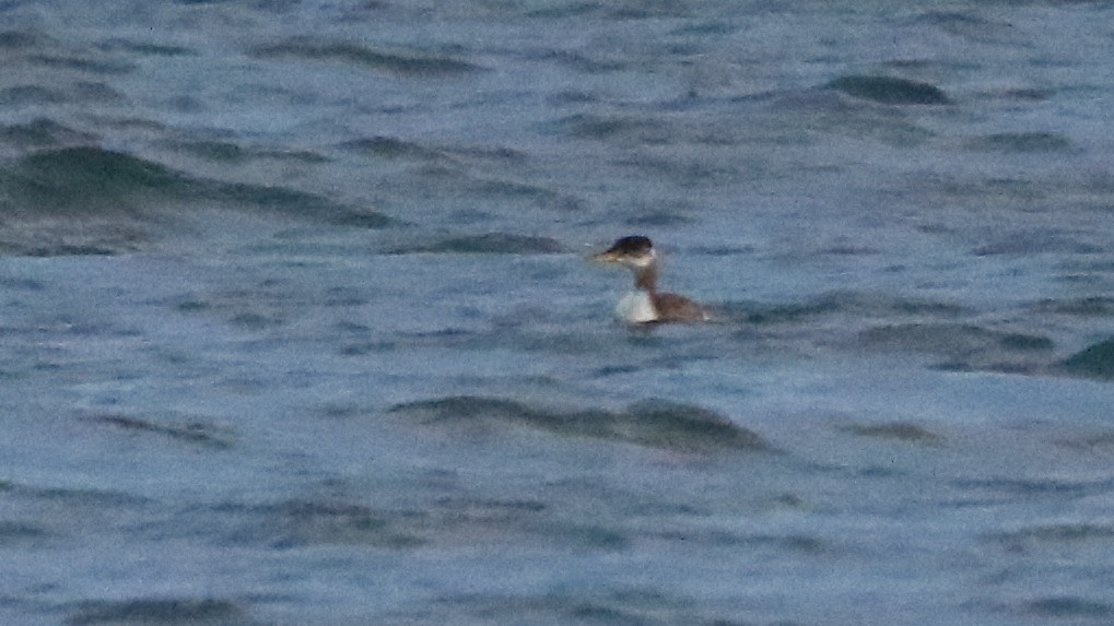 Red-necked Grebe - Russ Smiley