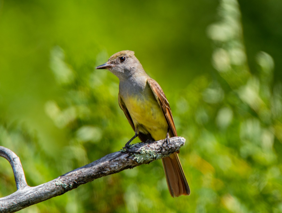 Great Crested Flycatcher - ML467132511
