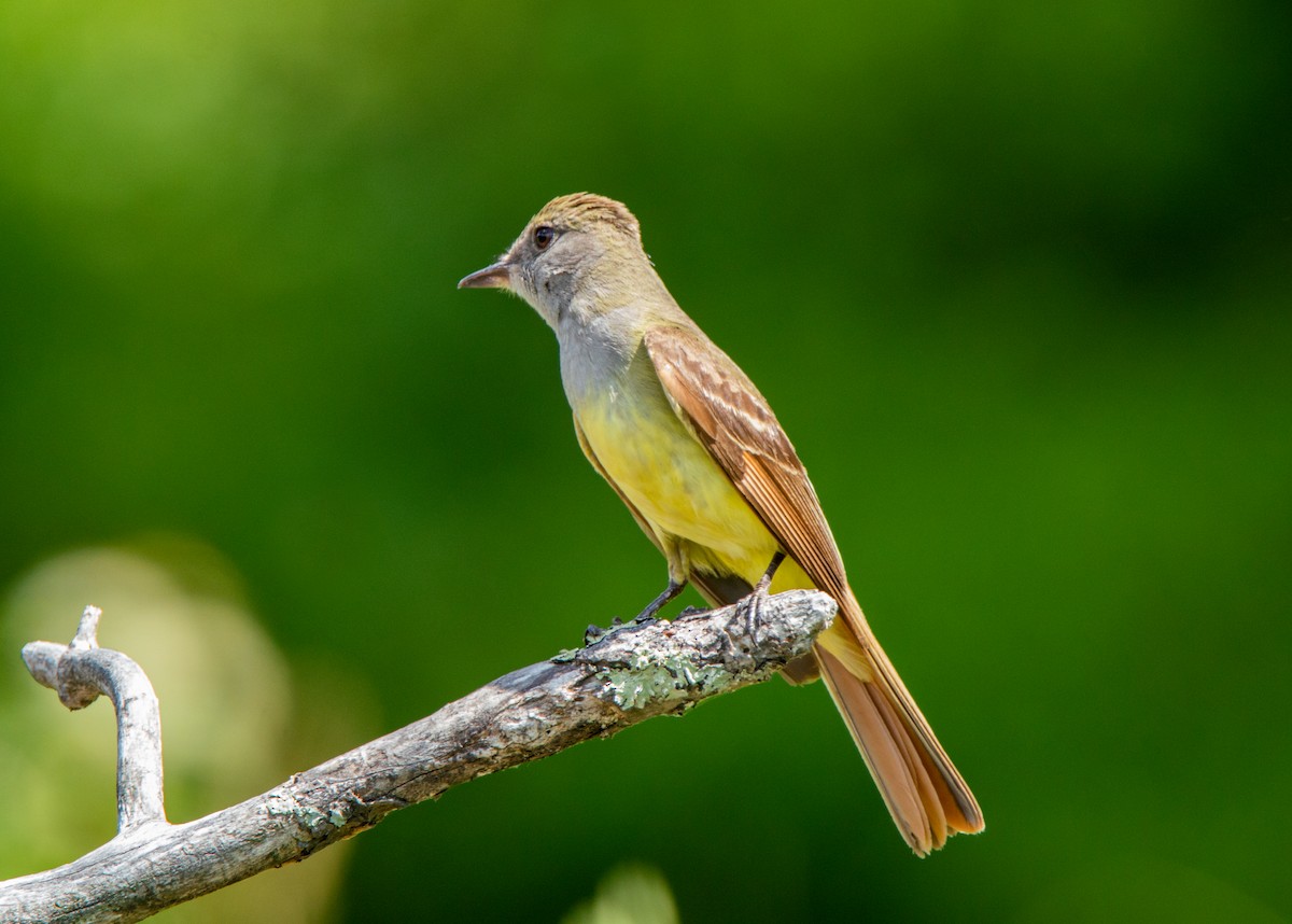 Great Crested Flycatcher - ML467132521