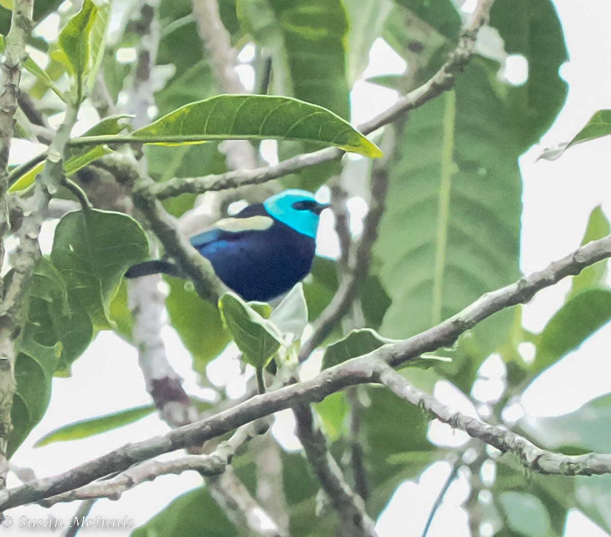 Blue-necked Tanager - ML467134011